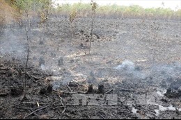 Cảnh báo nguy cơ cháy rừng tràm U Minh Hạ 