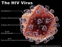 Phát hiện nguồn gốc hai chủng HIV còn lại 
