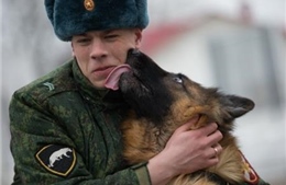 Cảnh khuyển trong quân đội Nga
