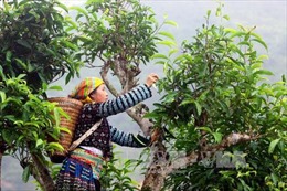 Nâng cao giá trị cho sản phẩm nông sản xứ Tuyên