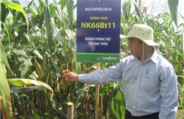 Ngô biến đổi gen chính thức được trồng ở Việt Nam