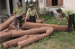 Quảng Bình: Bắt giữ xe chở hơn 3m3 gỗ lậu 