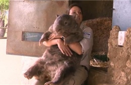 Gặp chú gấu túi lớn nhất thế giới