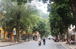 Những hàng cây xanh quyến rũ của Hà Thành