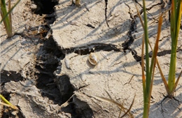 Ruộng đồng nứt nẻ đầu mùa khô ở Đắk Lắk