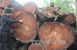 Cận cảnh bãi tập kết cây bị đốn hạ tại Hà Nội