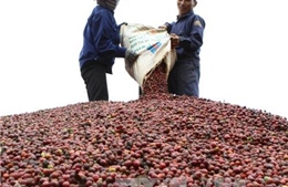 Cà phê là mặt hàng xuất khẩu số một của Việt Nam vào thị trường Algeria