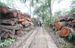 Bảo tồn, phát triển cây xanh ở Hà Nội: Cần sự chung tay của toàn xã hội 