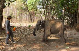 Cận cảnh chăm sóc, phẫu thuật cho voi rừng bị thương