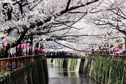 Say đắm mùa hoa anh đào Nhật Bản