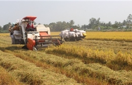 Cần mở rộng quy mô thu mua tạm trữ lúa gạo