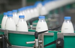 Xung quanh việc châu Âu xóa bỏ hạn ngạch sữa