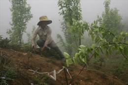 Lào Cai phát triển cây bản địa