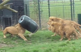 Sư tử tham ăn, kẹt đầu trong thùng