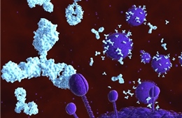 Tạo được kháng thể giúp giảm virus HIV trong máu 