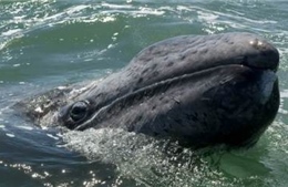 Ghi nhận kỷ lục di cư hơn 10.000km của cá voi xám 