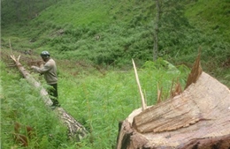 Hàng trăm cây thông bị bức tử tại rừng phòng hộ Lâm Đồng