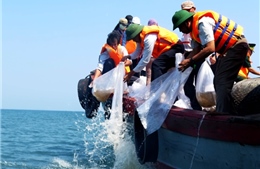 Quảng Bình thả hàng trăm con tôm hùm về biển