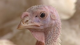 Canada tiêu hủy hàng vạn con gà nhiễm virus H5