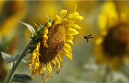 Phát hiện ong mật &#39;nghiện&#39; thuốc trừ sâu
