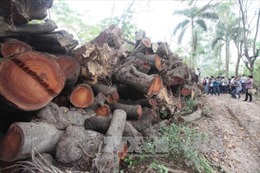 Điều tra vụ chặt trái phép cây gỗ sến và dầu tại Gia Lai