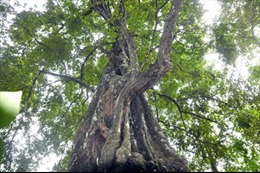 Hai cây thị cổ tại thành Nhà Hồ trở thành cây Di sản Việt Nam 