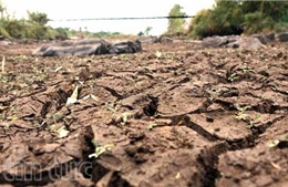 Đắk Lắk nắng nóng kéo dài, thiệt hại nhiều tỷ đồng