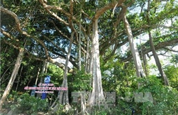 Quần thể cây đa hơn 500 năm tuổi ở Hà Giang là cây di sản