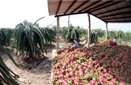 Liên Bộ “bắt tay” giúp nông dân tiêu thụ rau quả