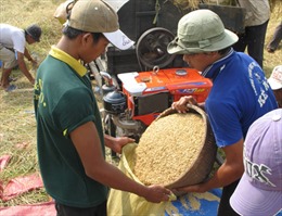Gỡ khó cho xuất khẩu gạo