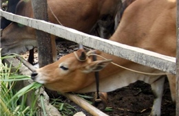 Nhiều dự án nuôi bò ở Cao Bằng có nguy cơ &#39;phá sản&#39;