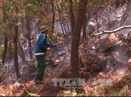 Thanh Hóa khống chế được vụ cháy rừng thông