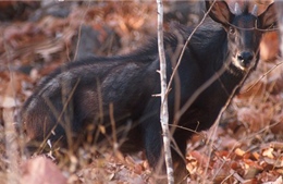 Khởi tố vụ án giết thịt sơn dương rừng