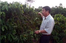 Kon Tum loay hoay vốn tái canh cà phê
