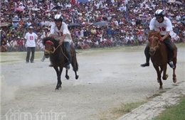 Anh em họ Vàng &#39;thống trị&#39; Giải đua ngựa Bắc Hà-Lào Cai