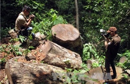 Điện Biên: Rừng nguyên sinh Tủa Chùa 'chảy máu'