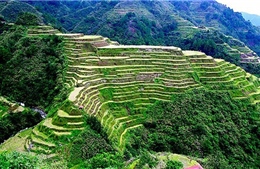Ruộng bậc thang ở Philippines trước nguy cơ biến mất