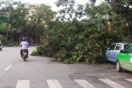 Hà Nội có hơn 1.000 cây xanh bị gãy đổ