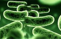 Phát hiện siêu vi khuẩn kháng thuốc gây chết người tại Australia 