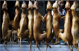 Tranh cãi 10.000 chú chó bị giết hại trong lễ hội Yulin