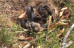 Thỏ mẹ hỗn chiến với rắn để cứu con