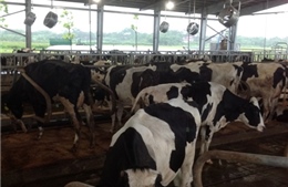 Khánh thành Vùng chăn nuôi bò sữa bền vững