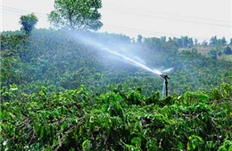 50.000 nông dân trồng cà phê được tập huấn tiết kiệm nước