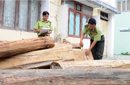 Kỷ luật Hạt trưởng kiểm lâm mua gỗ trái phép 