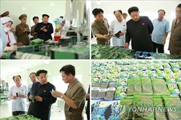 Nhà lãnh đạo Triều Tiên kiểm tra nhà máy chế biến tảo biển 