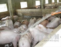 Dân bức xúc vì ô nhiễm từ trại lợn đầu nguồn nước