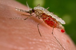 Muỗi anopheles - động vật nguy hiểm nhất thế giới