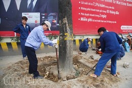 Hà Nội xử lý trách nhiệm vụ thay thế cây xanh
