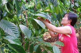 Đắk Lắk tái canh cây cà phê