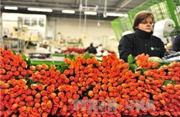 Nga cấm nhập khẩu hoa Hà Lan